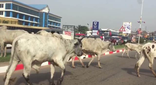 your-stray-cattle-will-be-killed-and-served-to-prisoners-kumasi-mayor-warns-residents