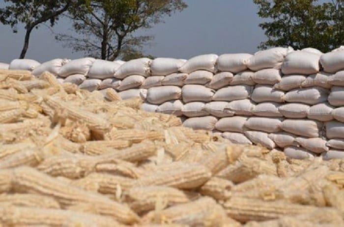 Food insecurity looms as Ghana's maize output drops by 35% due to dry spells