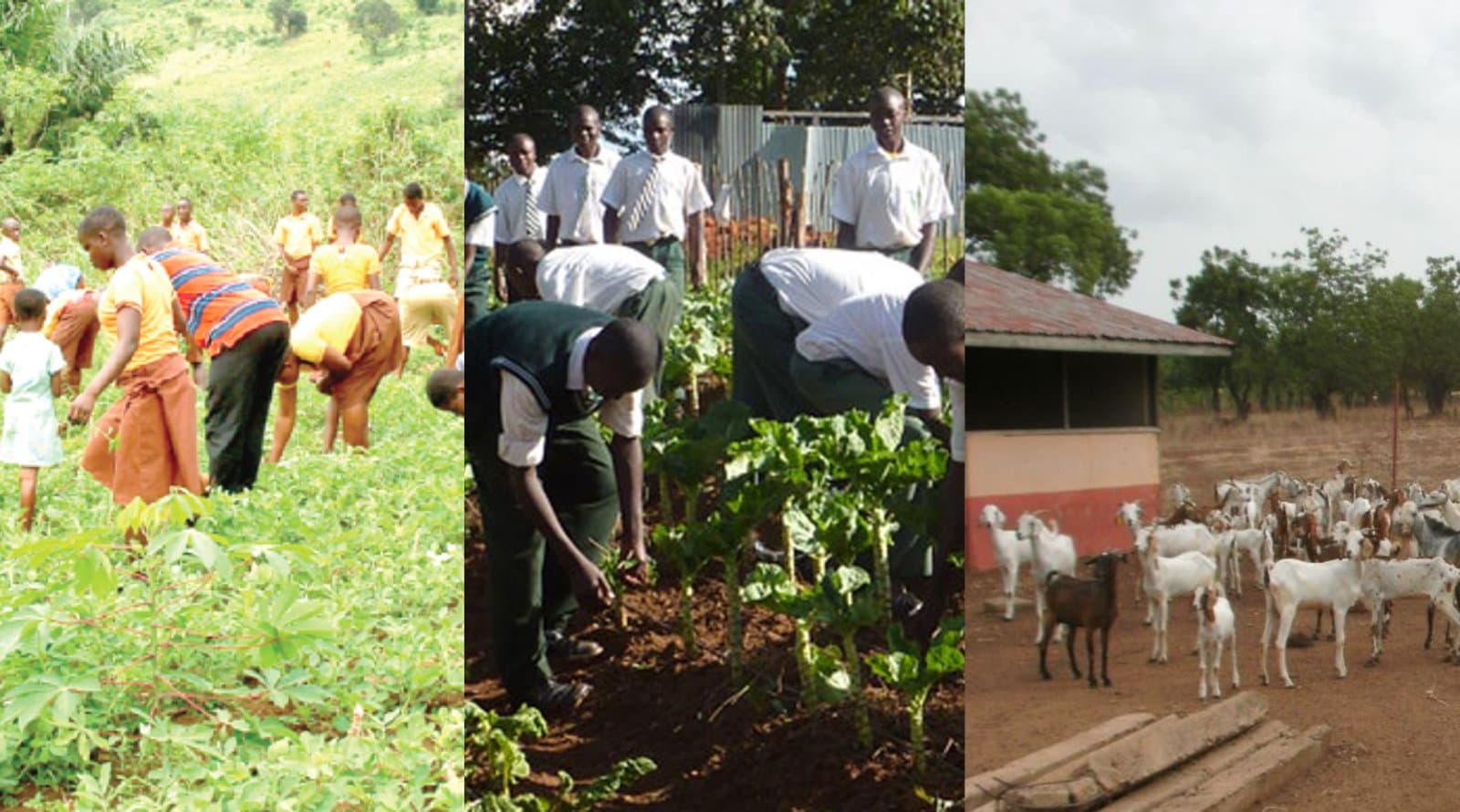 why-agriculture-should-be-included-in-curricula-of-ghanaians-schools