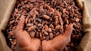 decline-in-ghanas-cocoa-export-earnings-draws-deep-concern