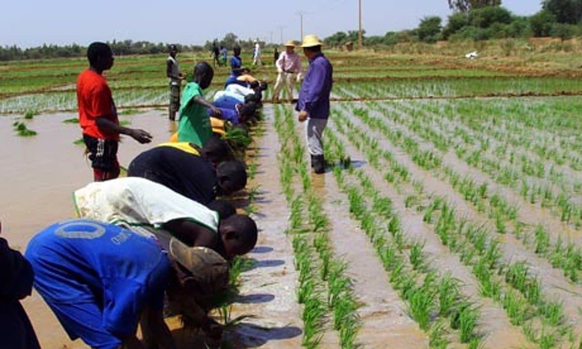 local-industry-collapsing-due-to-heavy-rice-importation-gawu