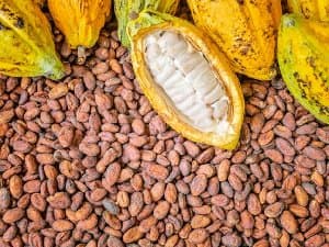 cocoa-farmers-oppose-pension-scheme-modalities