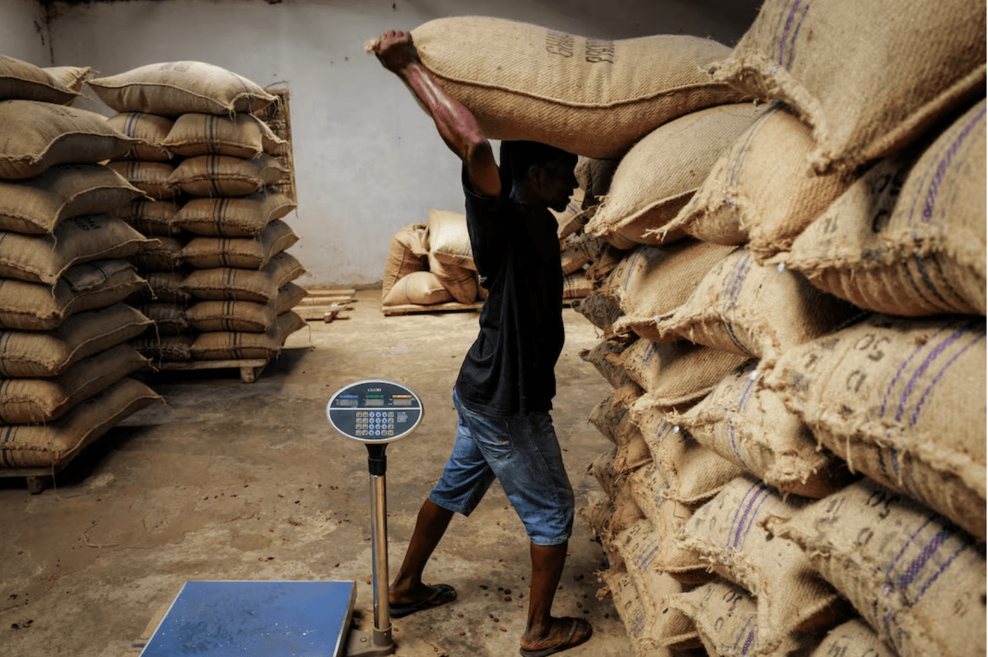 ghanas-cocoa-production-declines-429323-metric-tons-recorded-in-june-report