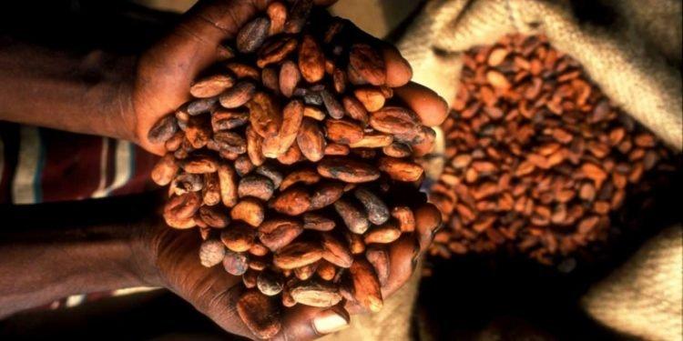 Price hike anticipation spurs cocoa bean hoarding in Ghana