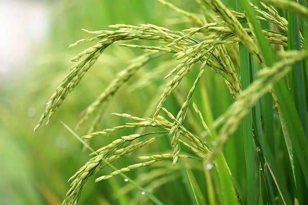 Rice farmers yet to reap promised benefits PFJ phase 2