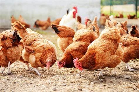 Feed prices are killing our business -  poultry farmers in Twifo Atti-Morkwa