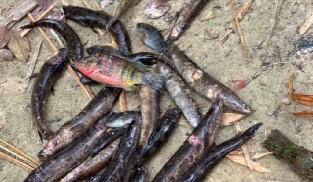 fishing-halted-at-kamgbunli-in-ellembelle-district-over-unknown-disease