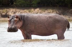 deadly-anthrax-outbreak-claims-50-hippopotami-in-dr-congo