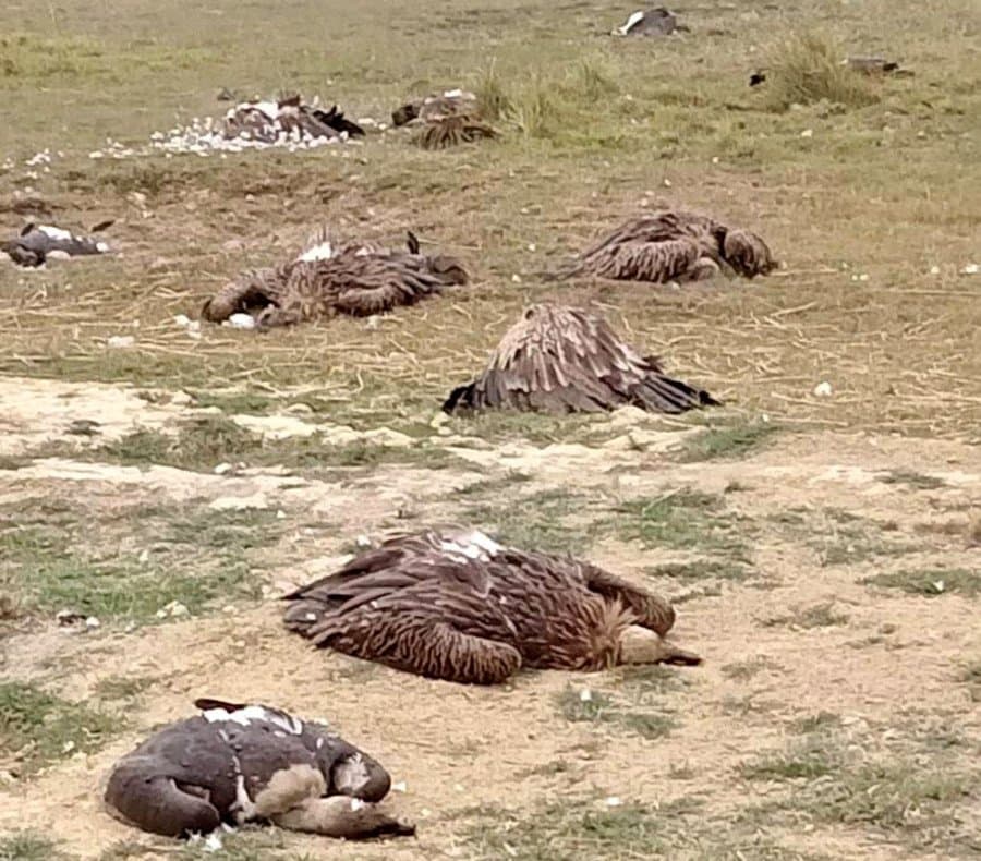 At least 124 poisoned from Elephant carcass in South Africa